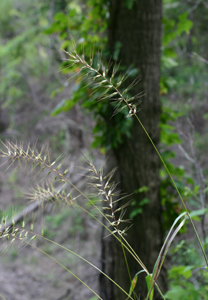 bottlebrush 3